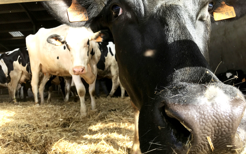 Les vaches de la Haute-Loire... une véritable richesse pour le département. 