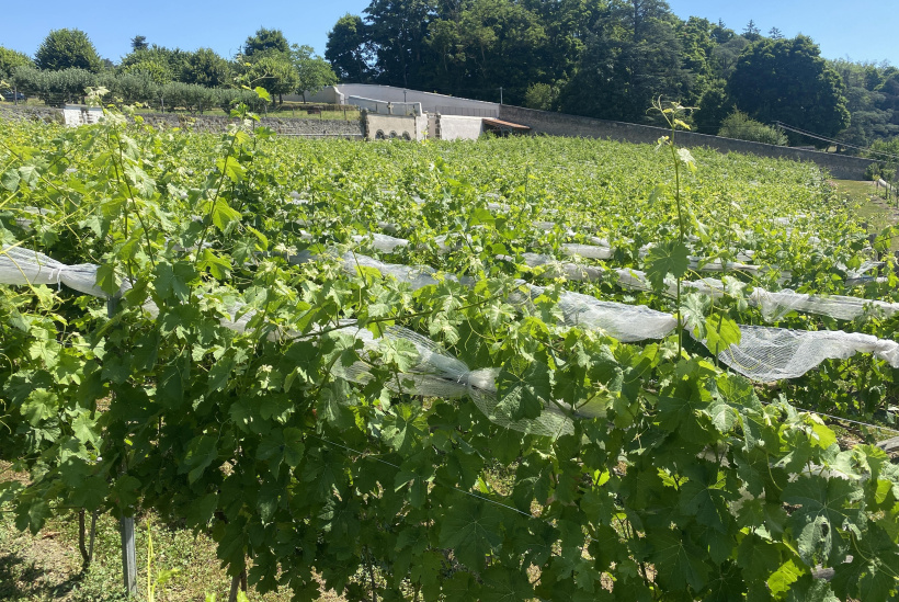 Les vignes s'étendent sur quelques hectares dans les terres d'Espaly-Saint-Marcel.